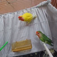 کوتوله نر و ماده