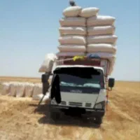 کاه گندم دیم تحویل دامداری شما