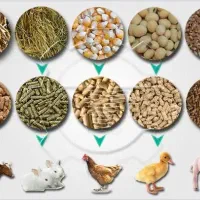 تولید خوراک دام