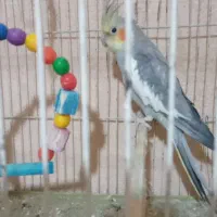 عروس هلندی نر ۵ ماهه باهوش