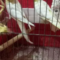 عروس هلندی