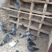 مسافتی ۲۳ عدد فقط یجا