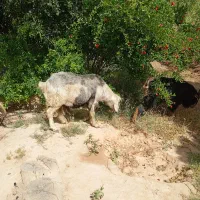 بره قوچ چبش