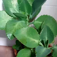 گیاه|گل و گیاه طبیعی|اصفهان, دستگرده|دیوار