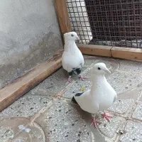 معاوضه با طوقی