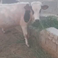 گوساله نر