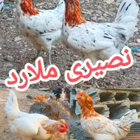 تخم‌مرغ نطفه‌دارگلین‌لری|حیوانات مزرعه|کرج, ملارد|دیوار