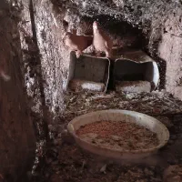 کبوتر.