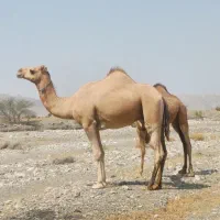 شتر