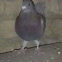 کبوتر