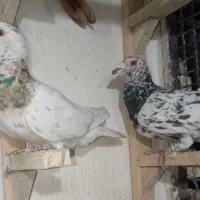 جفت سرور جفت شهری الماسی وسیاه