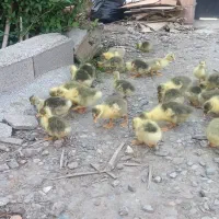 قوغاز آفریقایی و غاز محلی