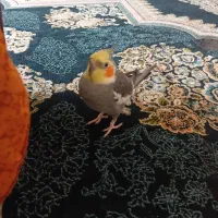 یک عدد عروس هلندی صحبتی اروم