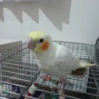 جوجه  عروس هلندی