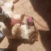 سگ پاکوتاه فیندو