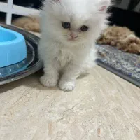 گربه پرشین