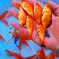 ماهی قرمز عید