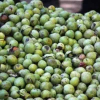 خریدار گردو تازه