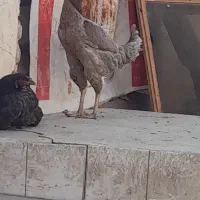 دو عدد مرغ خروس