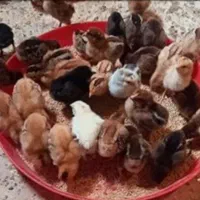 جوجه یکروزه گلپایگانی و رسمی