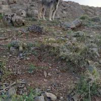 سرابی