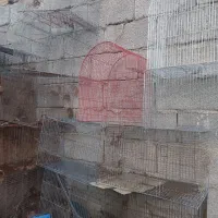 قفس