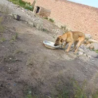 سرابی