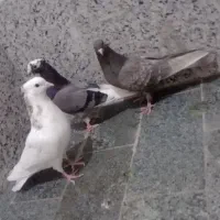 کفتر جوجه سرور ب شرط پرش