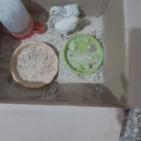جوجه لاری یک هفته ای