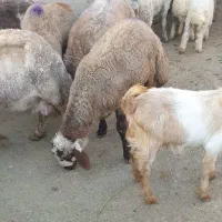 بره پرواری