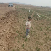 خرید وفروش پیاز زعفران غلامی