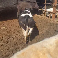 گوساله ماده چاق|حیوانات مزرعه|کاشان, دشت لتحر|دیوار