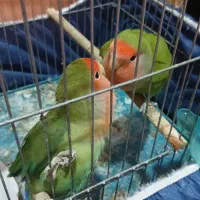 طوطی برزیلی نر و ماده