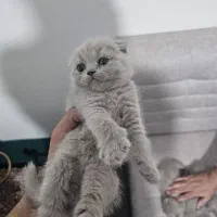 توله نر