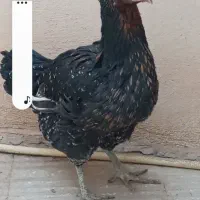 مرغ دورگ بادوتاجوجه