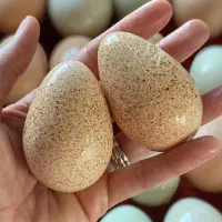 تخم بوقلمون