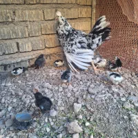 مرغ گلین جوجه
