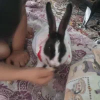 خرگوش نر. سیاه سفید بنام پیکو