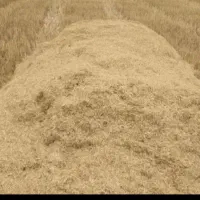 کاه گندم کاهخو ر درجه یک