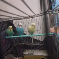 فروش مرغ عشق