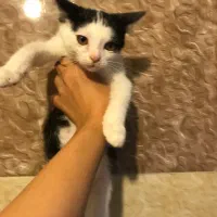 بچه‌گربه د‌وماهه