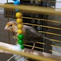 قناری ماده آماده