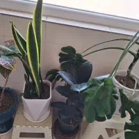 گل آپارتمانی