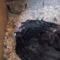مرغ و خروس گلین