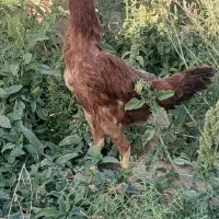 مرغ و خروس لاری
