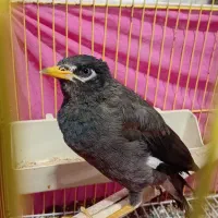 مینا جوجه