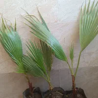 نخل پالم