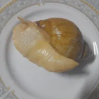 حلزون