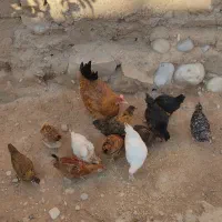 مرغ همراه جوجه،مرغ گلین ریشو