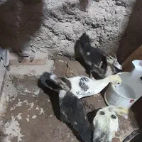 ۴  تا جوجه اردک خارجی